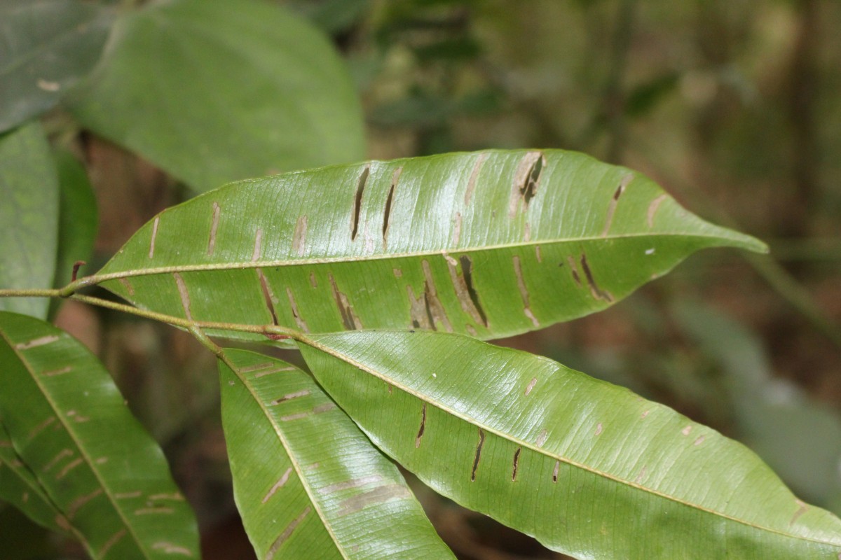 Donella lanceolata (Blume) Aubrév.